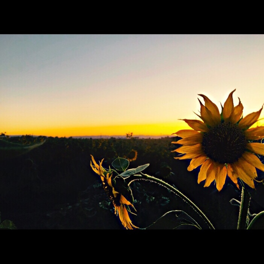 Meet your Posher, Marley